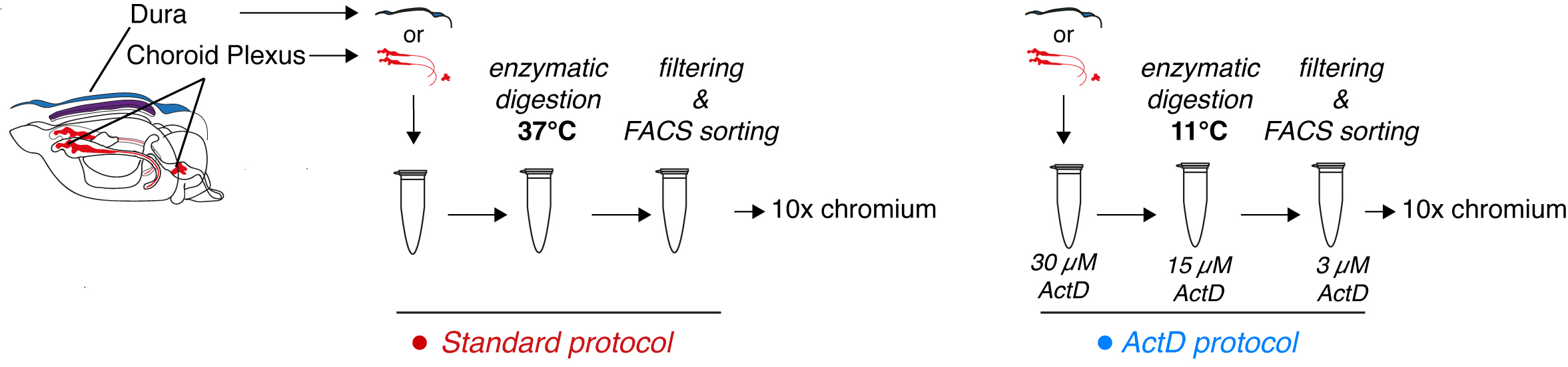 img overview ActD