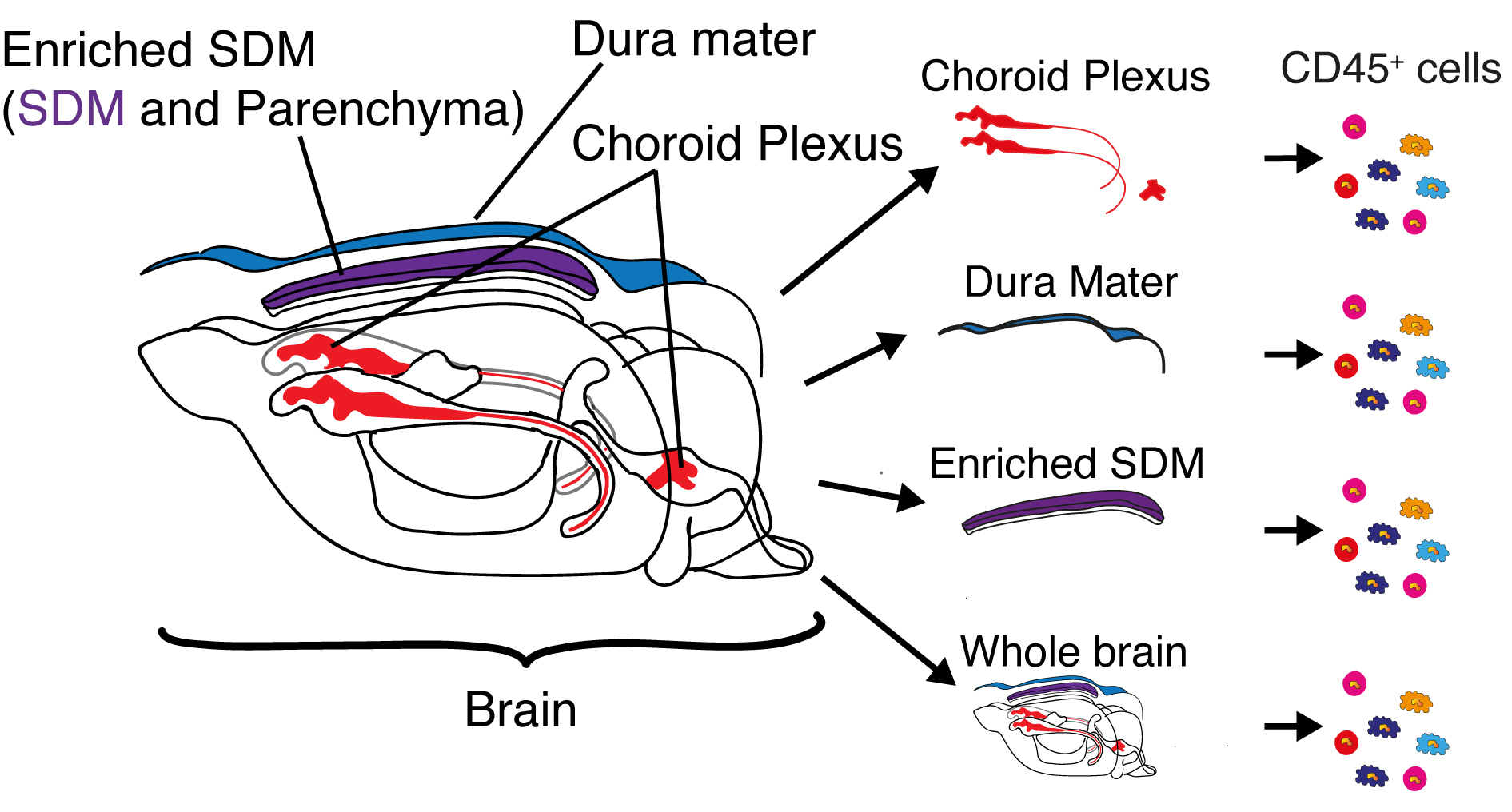 img WT Homeostatic brains