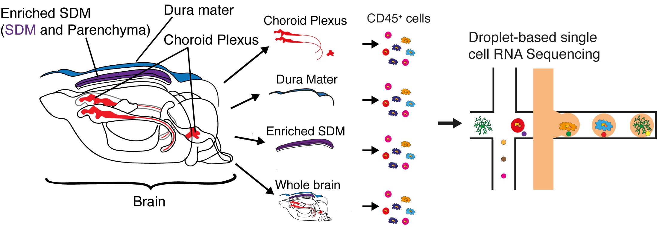 Mice cells