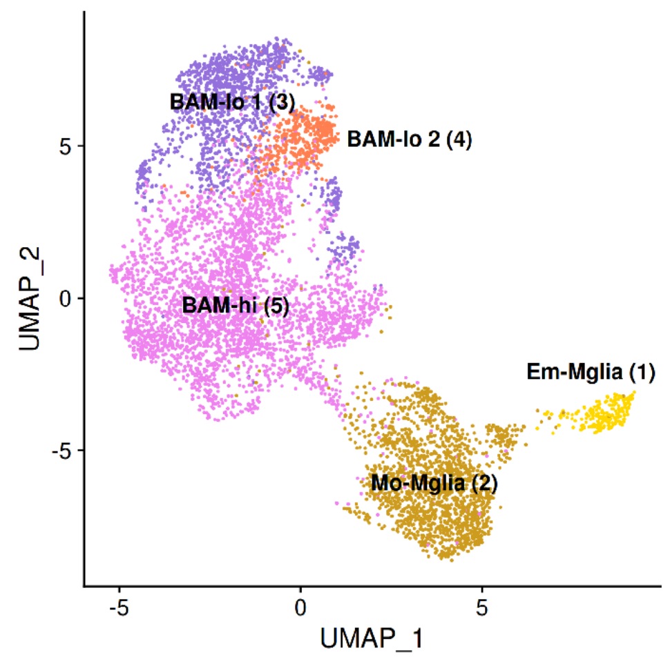 Umap Brain PLX ctrl MF subset